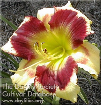 Daylily Golden Compass